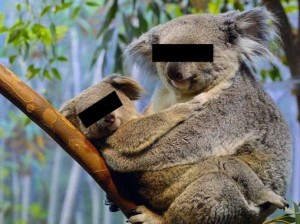 anonymous-koalas