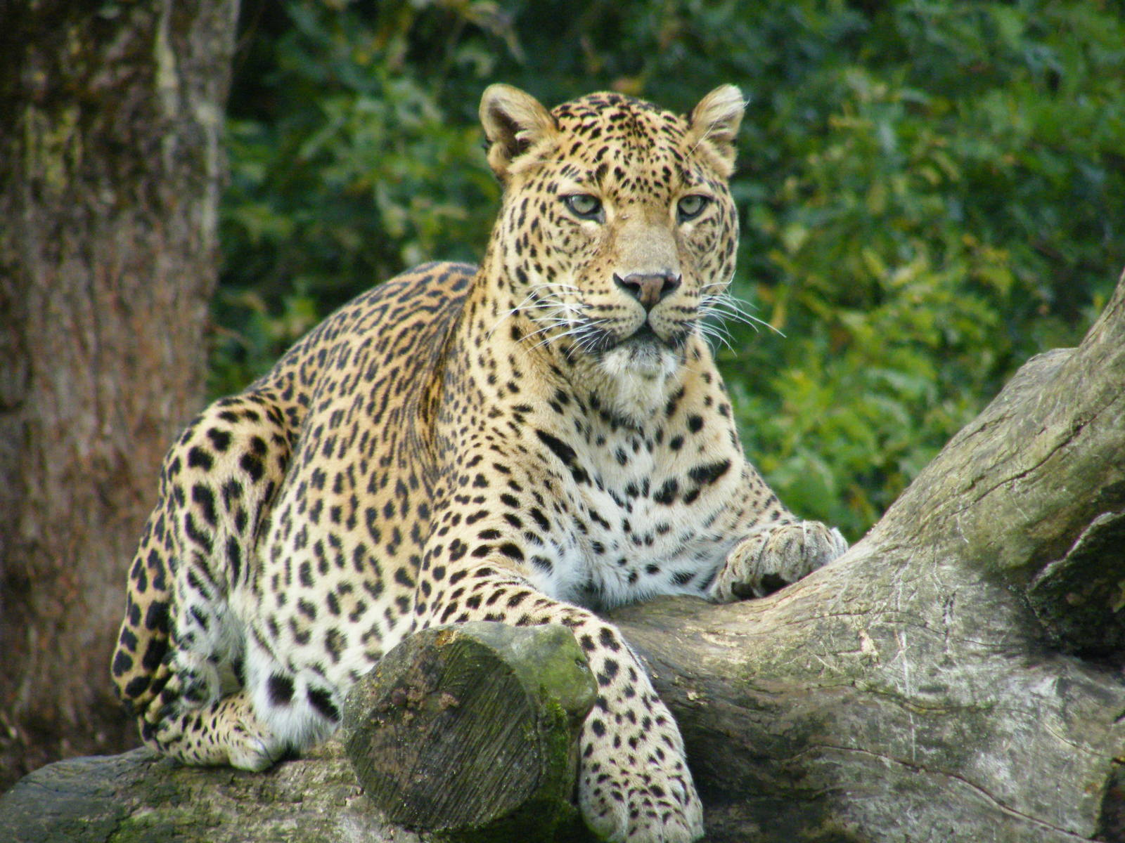 banham zoo