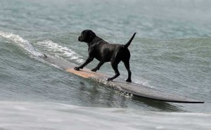 dan-dan-the-surfing-dog