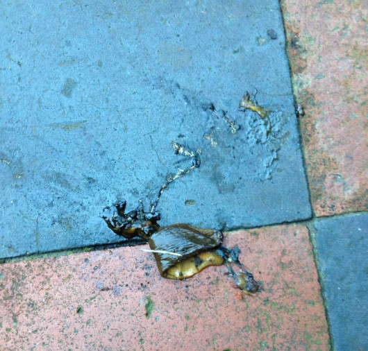 half slug