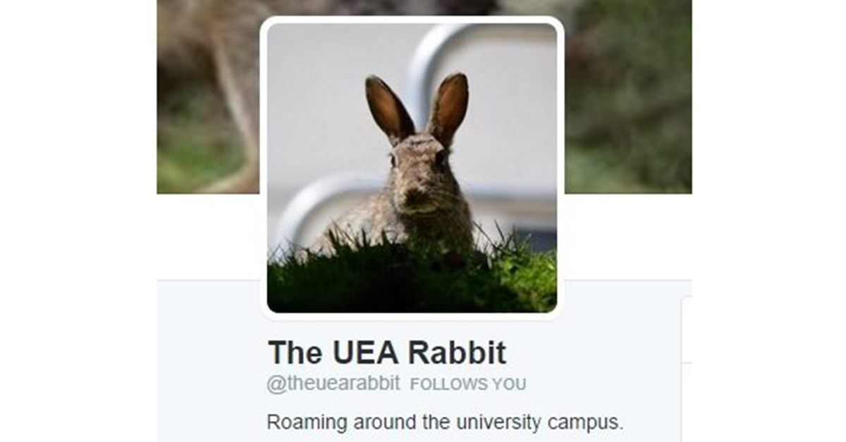 rsz_uea_rabbit