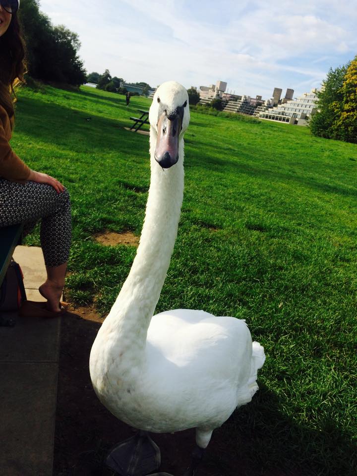 swan 3