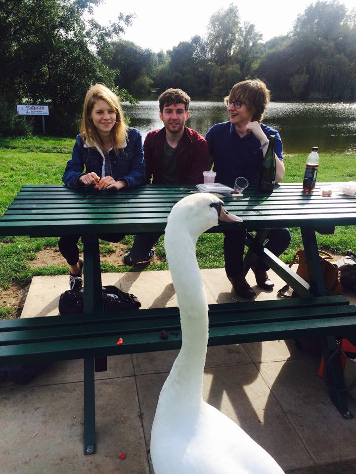 swan 4