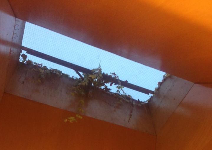 there's literally something growing through the skylight