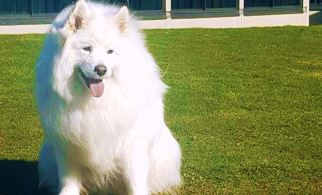 cloud dog