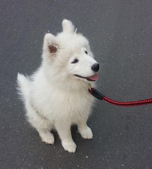 Cloud Puppa