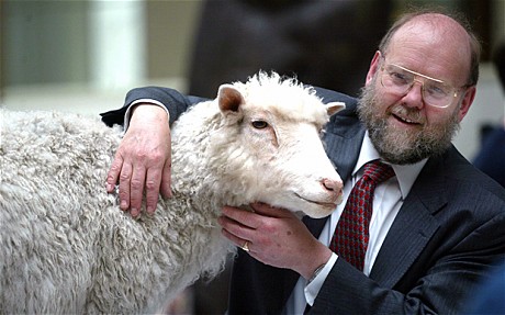 iansheep