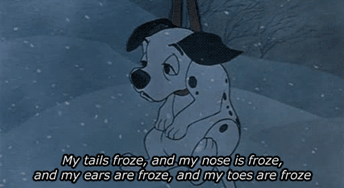 cold dog