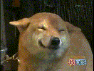 happy dog