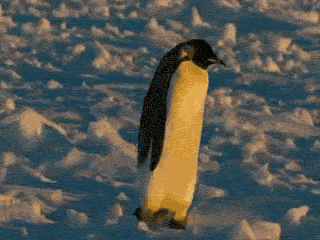 penguin fall