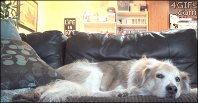cat-bounces-in-for-dog-cuddles