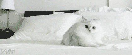 panic cat