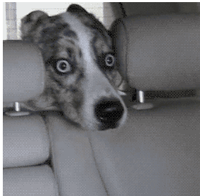 scared dog