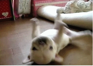 thanksgiving dog