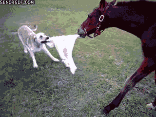 horse baiting