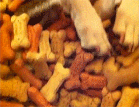 warm dog