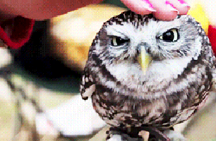 relaxed owl