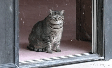 stuck inside cat