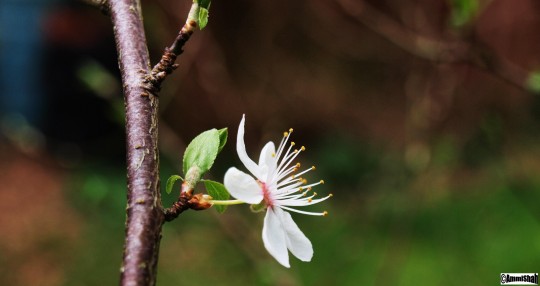 flowers 006