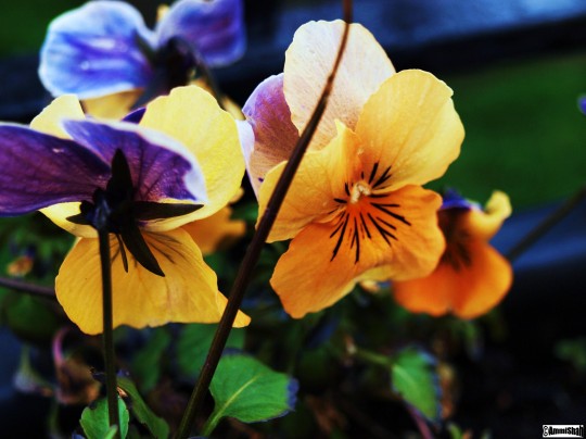 flowers 029