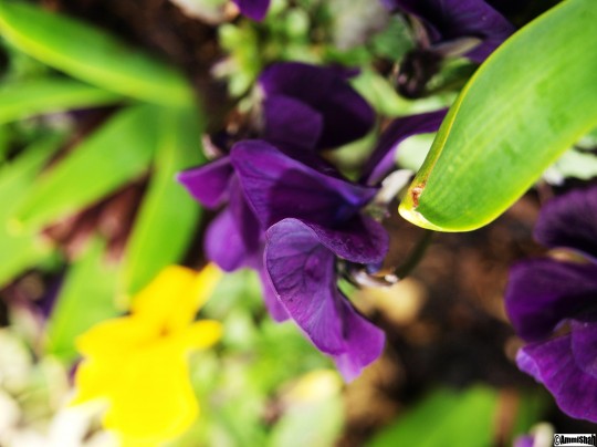 flowers 036