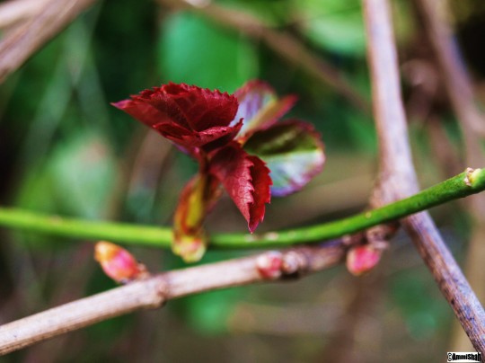 flowers 1 003