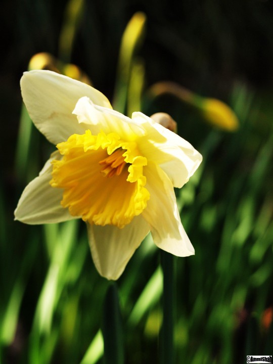 flowers 1 008