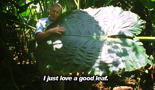 i just love a good leaf