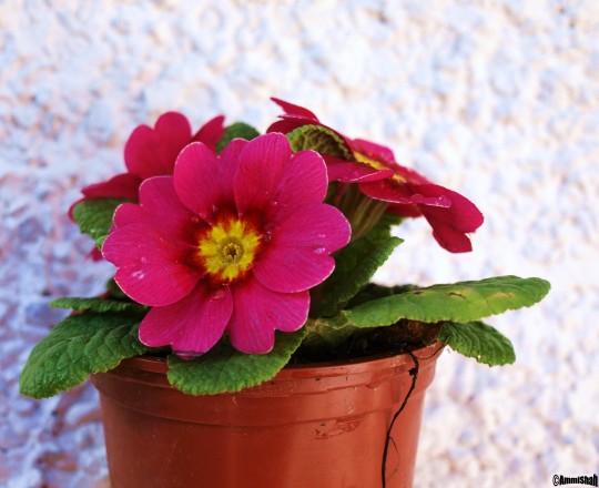 primroses 019