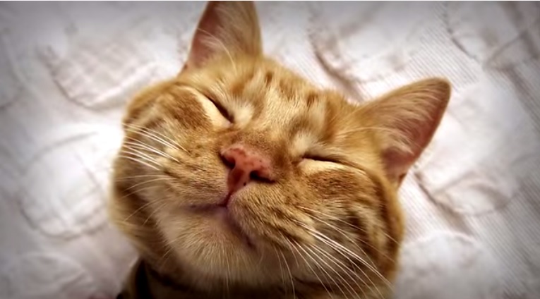 catata