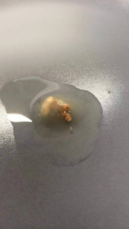 egg2
