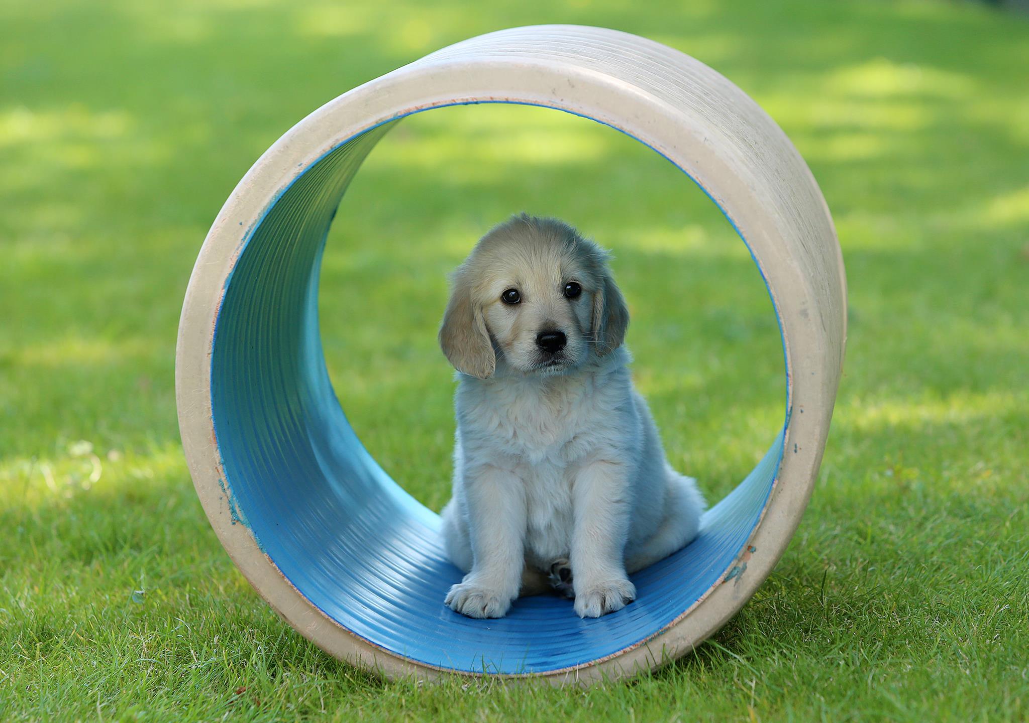notts guide dog 1