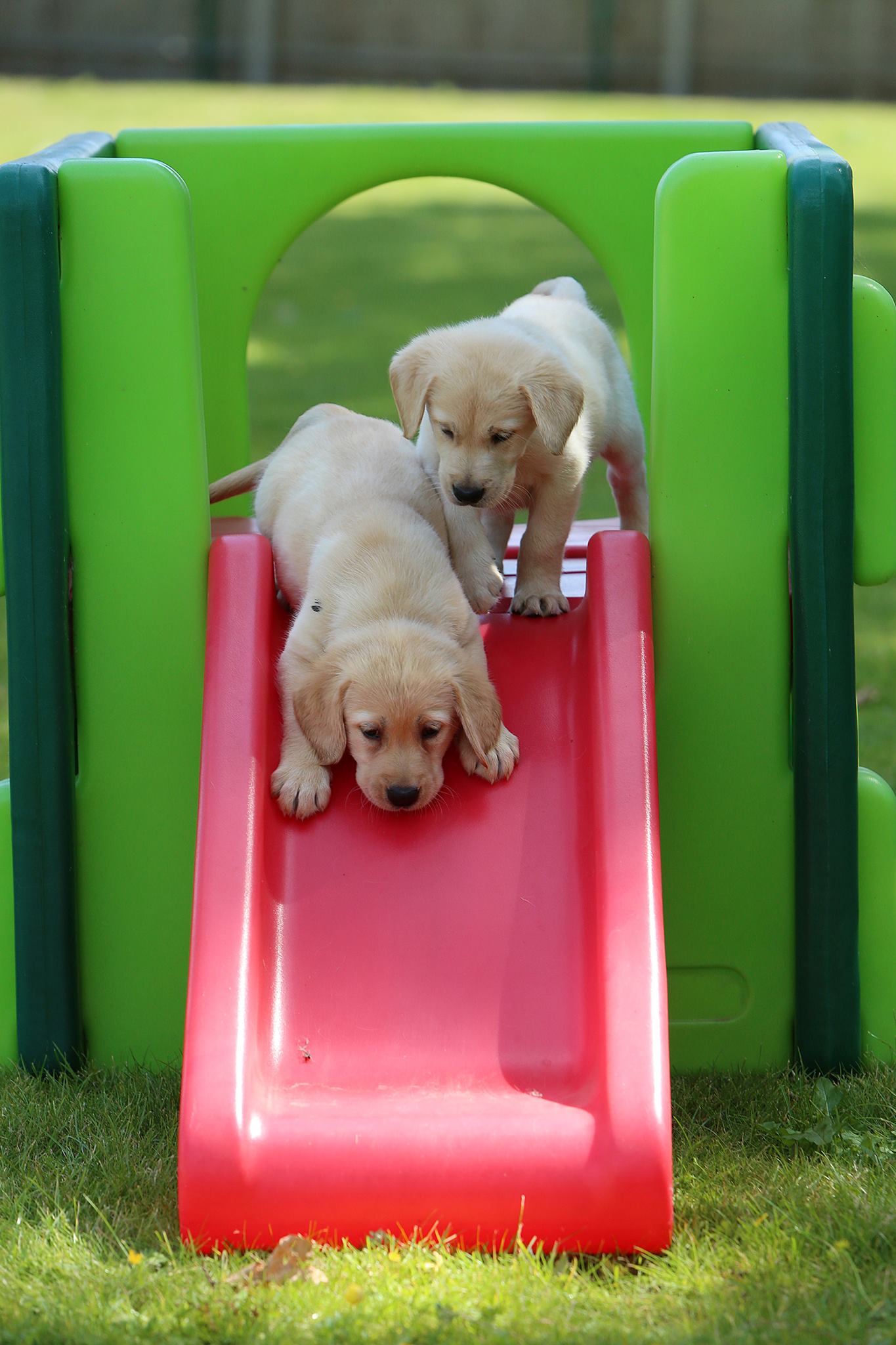 notts guide dog 2