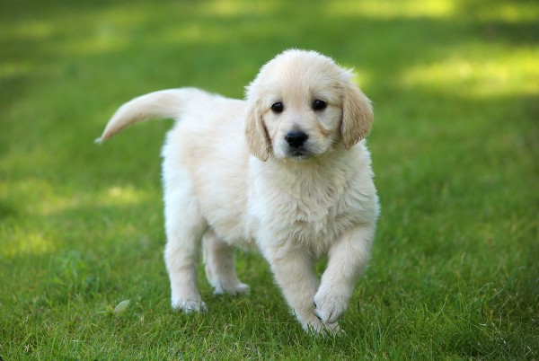 notts guide dog 3