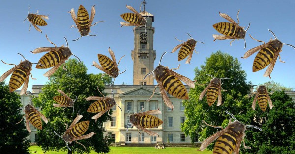 notts wasps