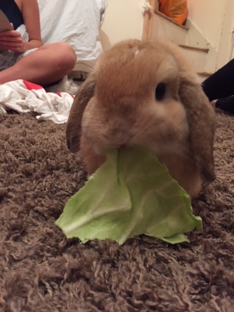 steve BPOC