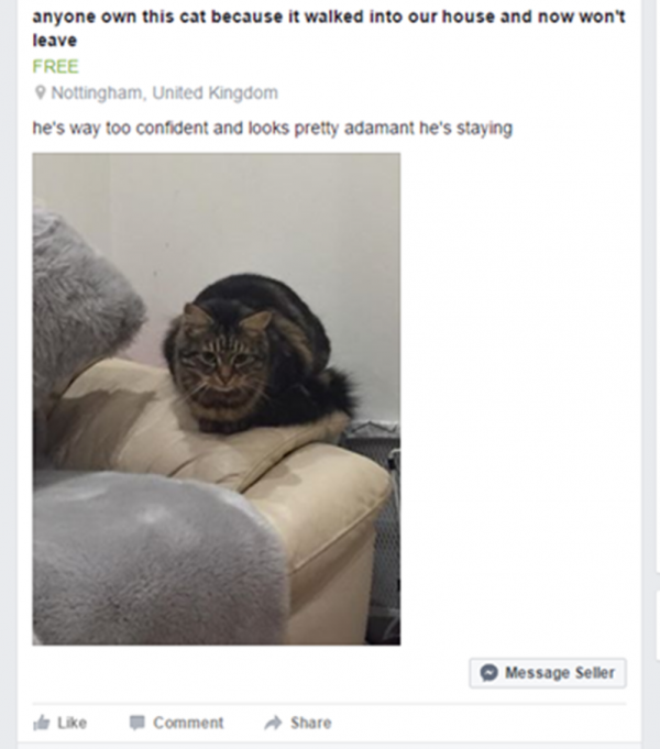 cat
