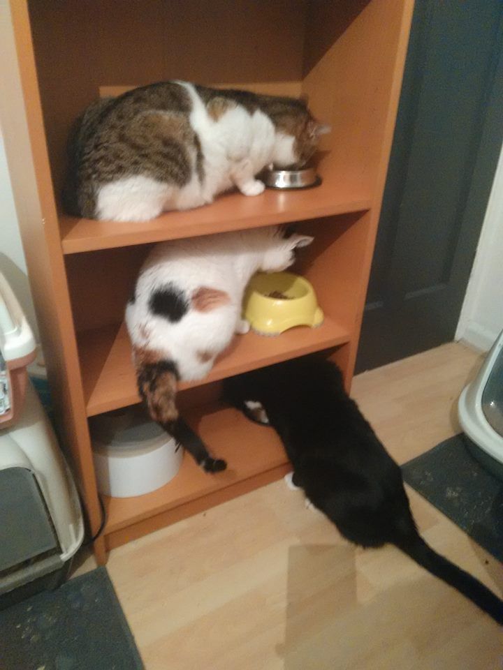 Image may contain: Floor, Cabinet, Wood, Shelf, Mammal, Cat, Pet, Animal, Cupboard, Closet, Furniture