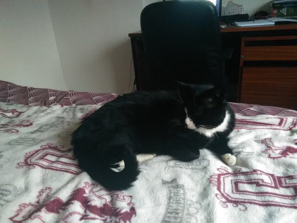 Image may contain: Indoors, Bedroom, Room, Cushion, Pillow, Bed, Cat, Animal, Mammal, Pet, Chair, Blanket, Furniture