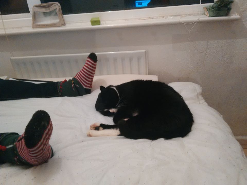 Image may contain: Indoors, Footwear, Shoe, Pillow, Cushion, Bed, Human, Person, Couch, Cat, Animal, Mammal, Pet, Apparel, Clothing, Furniture