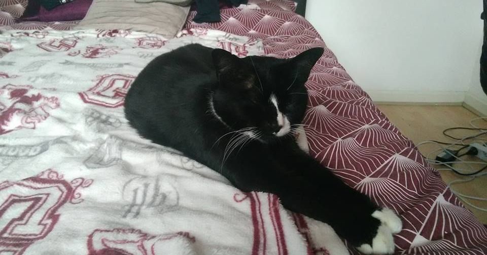 Image may contain: Sleeping, Asleep, Indoors, Room, Bedroom, Pet, Mammal, Cat, Animal, Bed, Furniture, Cushion, Pillow, Blanket