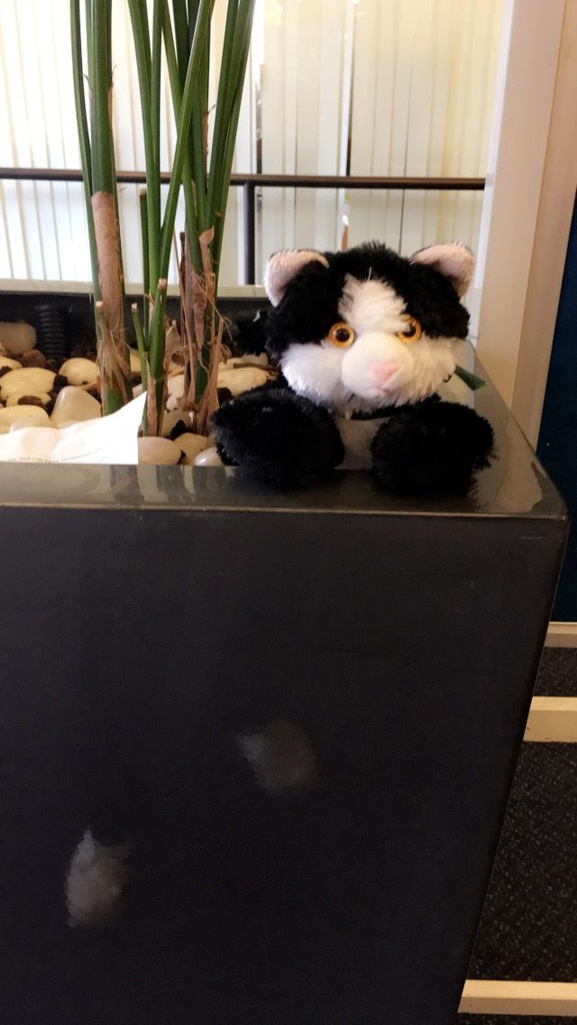 Image may contain: Table, Mammal, Cat, Animal, Pet, Pottery, Potted Plant, Jar, Plant, Vase, Room, Living Room, Indoors, Furniture