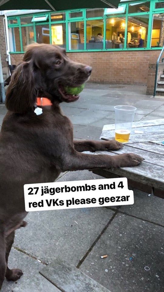 Image may contain: Beer, Alcohol, Glass, Person, Human, Juice, Drink, Beverage, Animal, Dog, Mammal, Canine, Pet