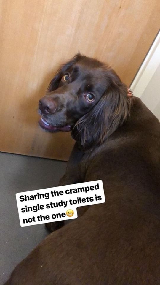 Image may contain: Cocker Spaniel, Spaniel, Canine, Mammal, Pet, Animal, Dog