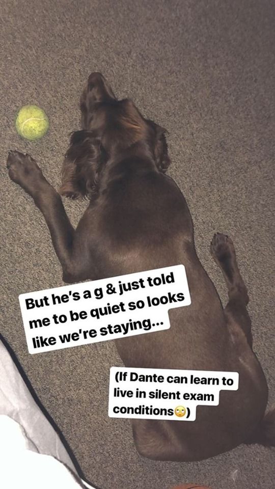 Image may contain: Dog, Animal, Mammal, Pet, Canine, Tennis Ball, Sports, Tennis, Sport, Ball