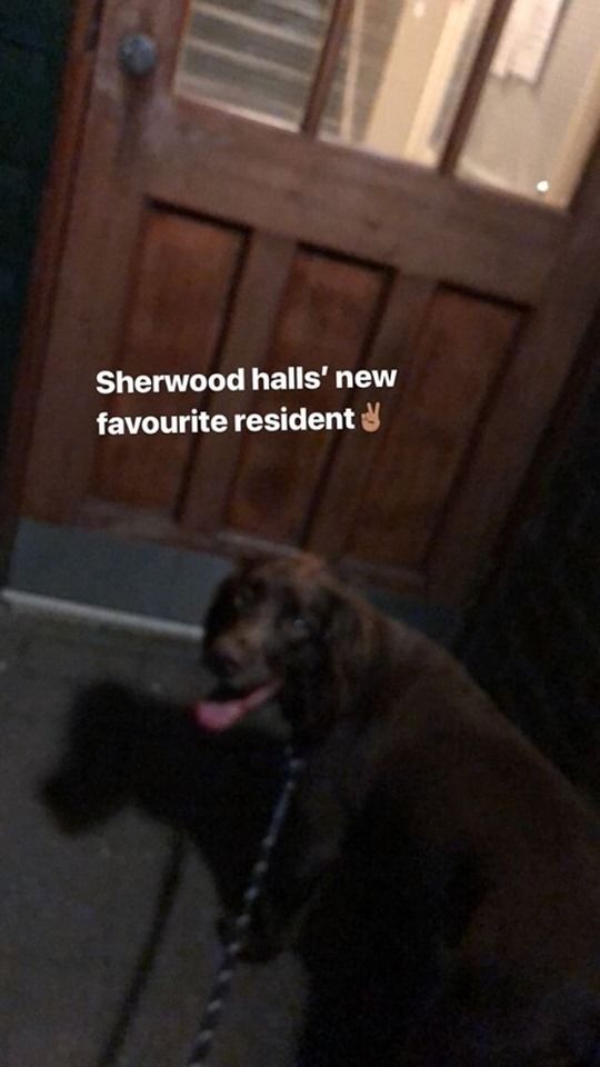 Image may contain: Labrador Retriever, Hound, Canine, Mammal, Pet, Animal, Dog