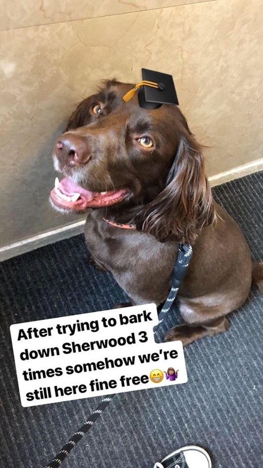 Image may contain: Labrador Retriever, Mammal, Pet, Animal, Canine, Dog