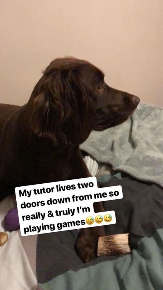 Image may contain: Person, Human, Pet, Mammal, Canine, Animal