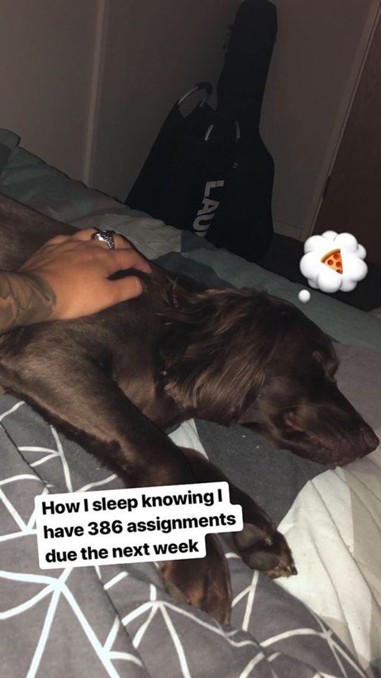 Image may contain: Sleeping, Asleep, Couch, Bed, Furniture, Dog, Pet, Mammal, Canine, Animal, Pillow, Cushion