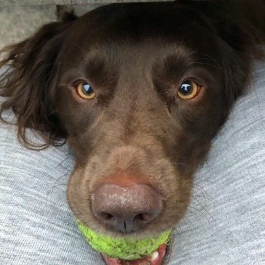 Image may contain: Teeth, Mouth, Lip, Pet, Canine, Dog, Animal, Mammal